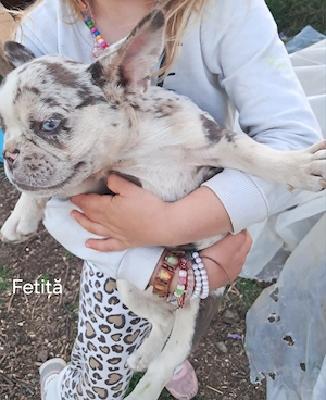 Bulldog Francez Merle  - imagine 2