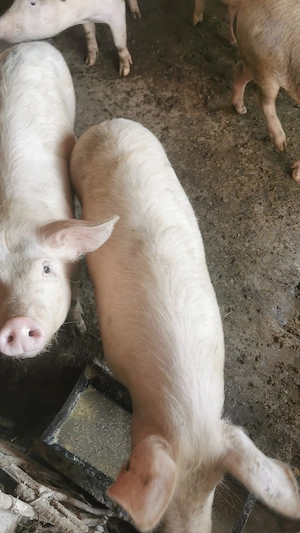 Vând 7 soldani 45 60 kg  - imagine 2