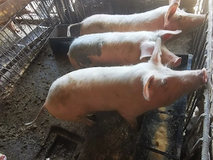 Vând 7 soldani 45 60 kg 