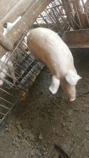 Vând 7 soldani 45 60 kg  - imagine 3