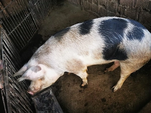 Porc de tăiat 130 kg  - imagine 4