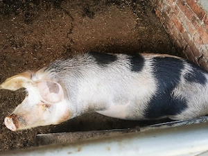 Porc de tăiat 130 kg 