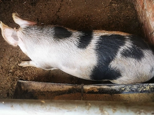 Porc de tăiat 130 kg  - imagine 2