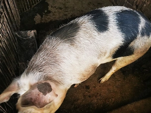 Porc de tăiat 130 kg  - imagine 3