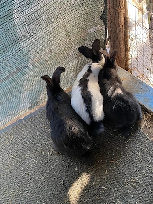 iepuri jante  - imagine 3