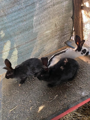 iepuri jante  - imagine 4