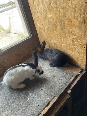 iepuri jante  - imagine 2