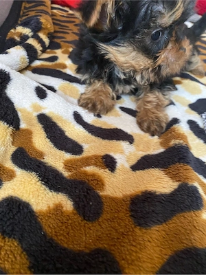 yorkshire terrier 9 saptamani baieti