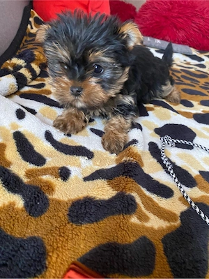 yorkshire terrier 9 saptamani baieti - imagine 4