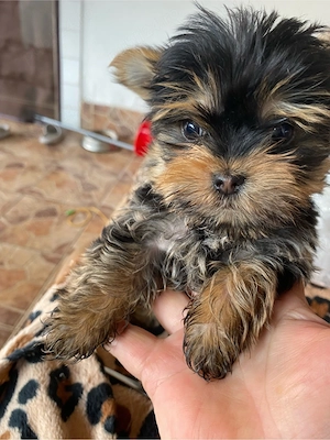 yorkshire terrier 9 saptamani baieti - imagine 2