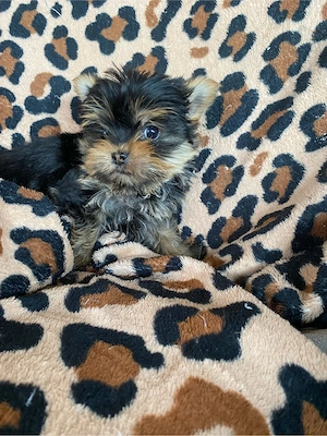 yorkshire terrier 9 saptamani baieti - imagine 5