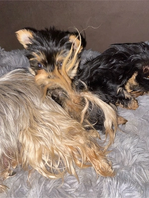 yorkshire terrier 9 saptamani baieti - imagine 3