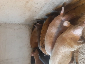 vând purcei și soldani diferite mărimi si rase  - imagine 3