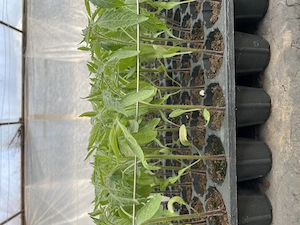 Vând răsaduri 1.5 lei pe fir 