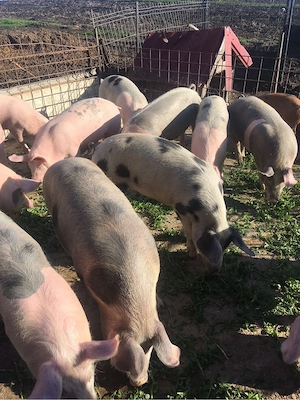 soldani de vanzare  - imagine 5