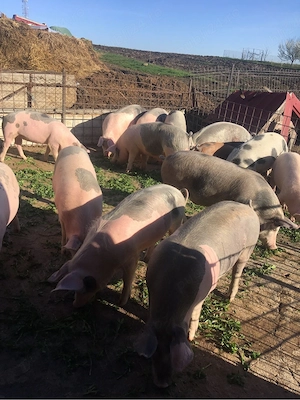 soldani de vanzare  - imagine 2