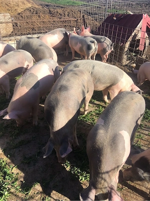 soldani de vanzare  - imagine 4