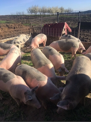 soldani de vanzare  - imagine 3