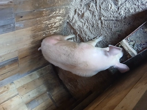 Vand porc de casa 18 lei kg - imagine 2