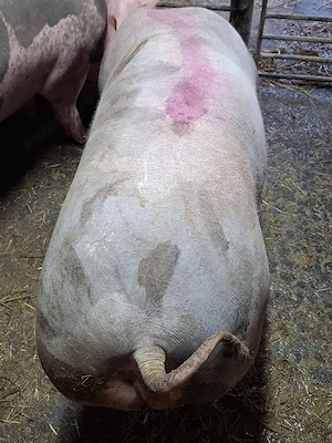 scrofita gestanta pietrain - imagine 4