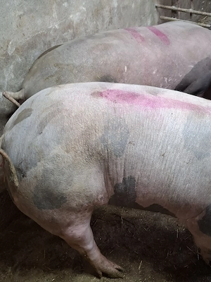 scrofita gestanta pietrain - imagine 2