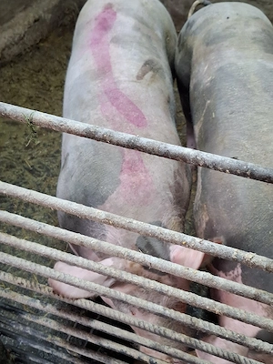 scrofita gestanta pietrain - imagine 3