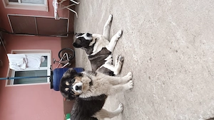 Cățelușa Ciobănesc-Asia Centrală 