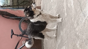 Cățelușa Ciobănesc-Asia Centrală  - imagine 2