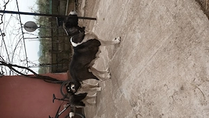 Cățelușa Ciobănesc-Asia Centrală  - imagine 3