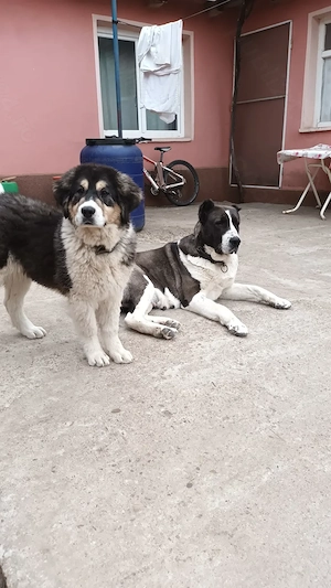 Cățelușa Ciobănesc-Asia Centrală 