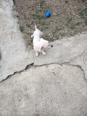 cățel bison talie mica 