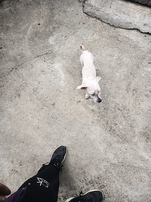 cățel bison talie mica  - imagine 2