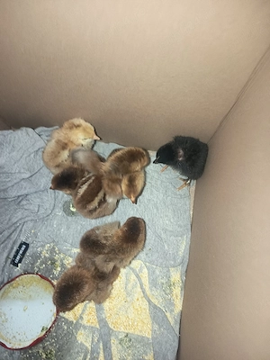 puii de casa din gainele propi 