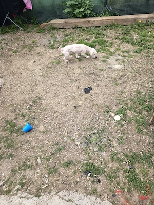 cățel bison talie mica  - imagine 3