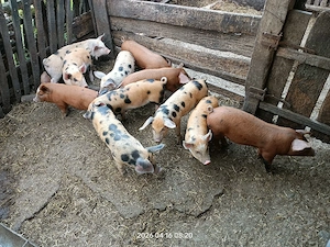 Vând purcei  - imagine 2