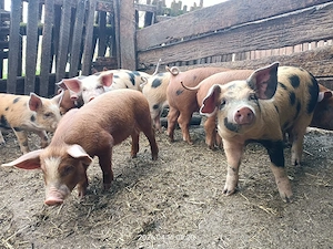 Vând purcei  - imagine 3