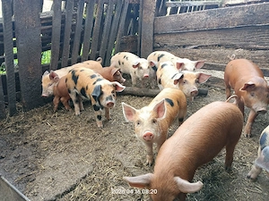 Vând purcei  - imagine 4