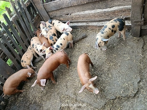 Vând purcei  - imagine 5