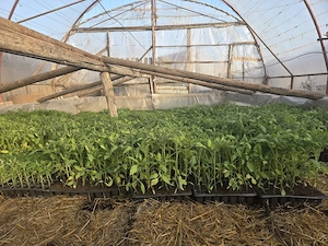 Rasad rosii Dino de vanzare