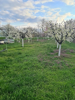 vand țuică de cazan