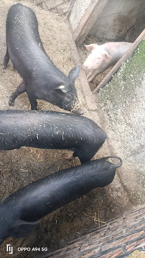 porci de casă  - imagine 2