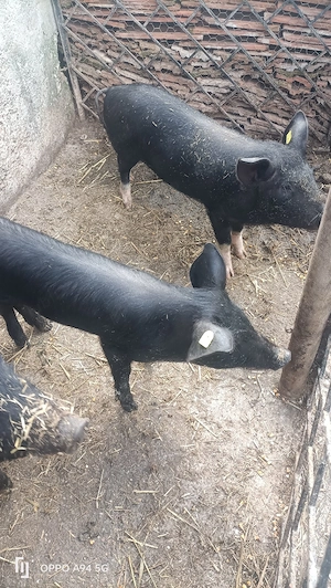 porci de casă  - imagine 5