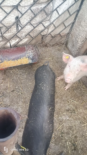 porci de casă  - imagine 4
