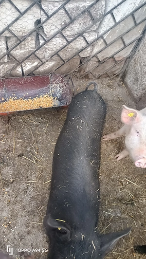 porci de casă  - imagine 3