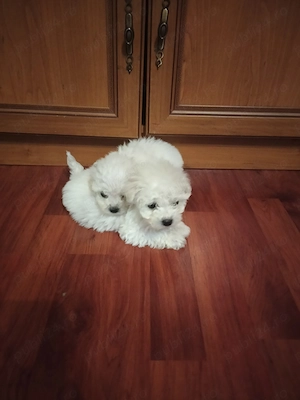 Bichon maltez pui dragalasi