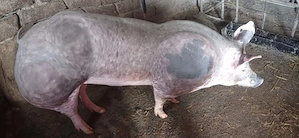 Vând purcea pietran belgian  la 90 kg - imagine 2