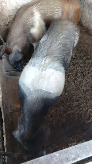 Porci bazna de vanzare - imagine 2