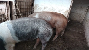 Porci bazna de vanzare - imagine 3