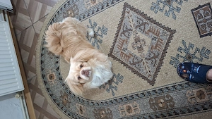 Vand pechinez imperial