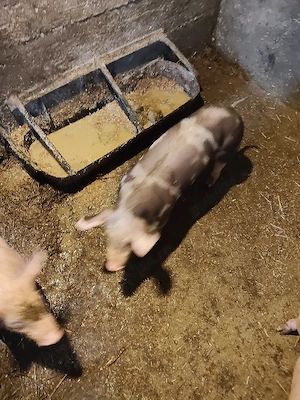 vind purcei  - imagine 2